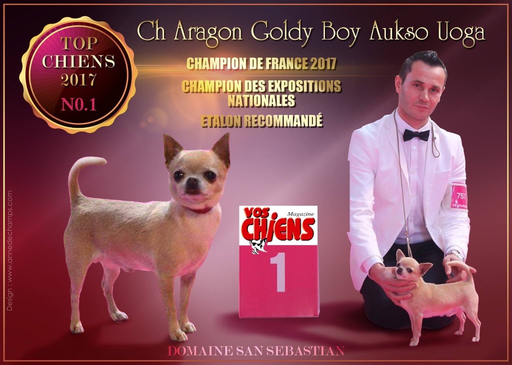 CH. Aragon goldy boy aukso uoga