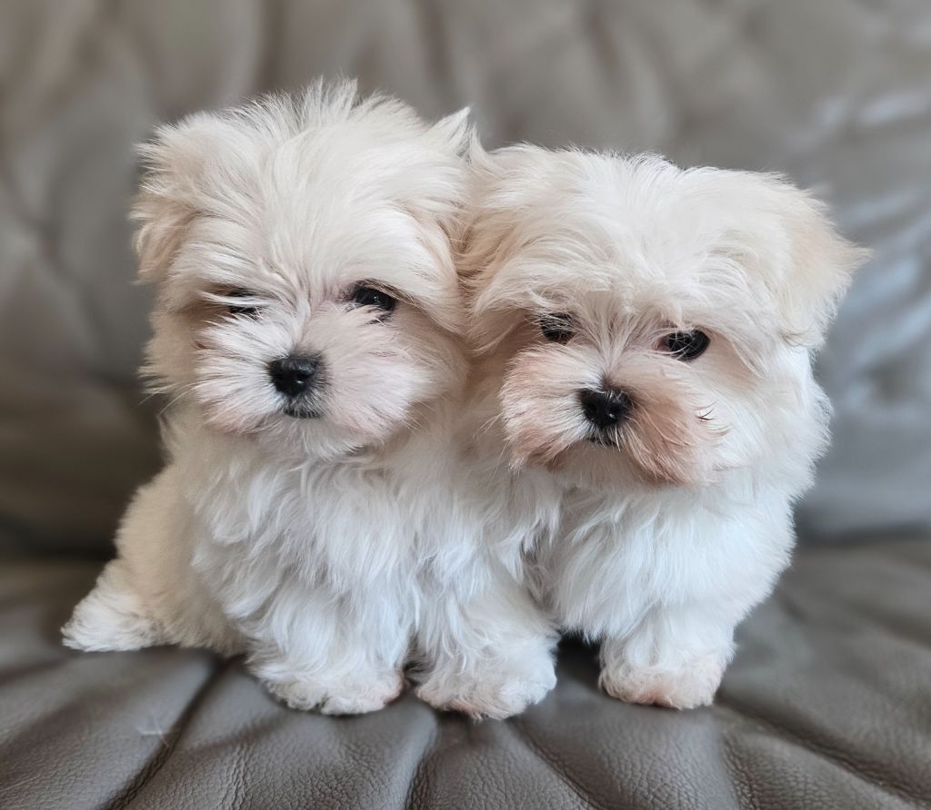 chiot Bichon maltais du Domaine San Sébastian