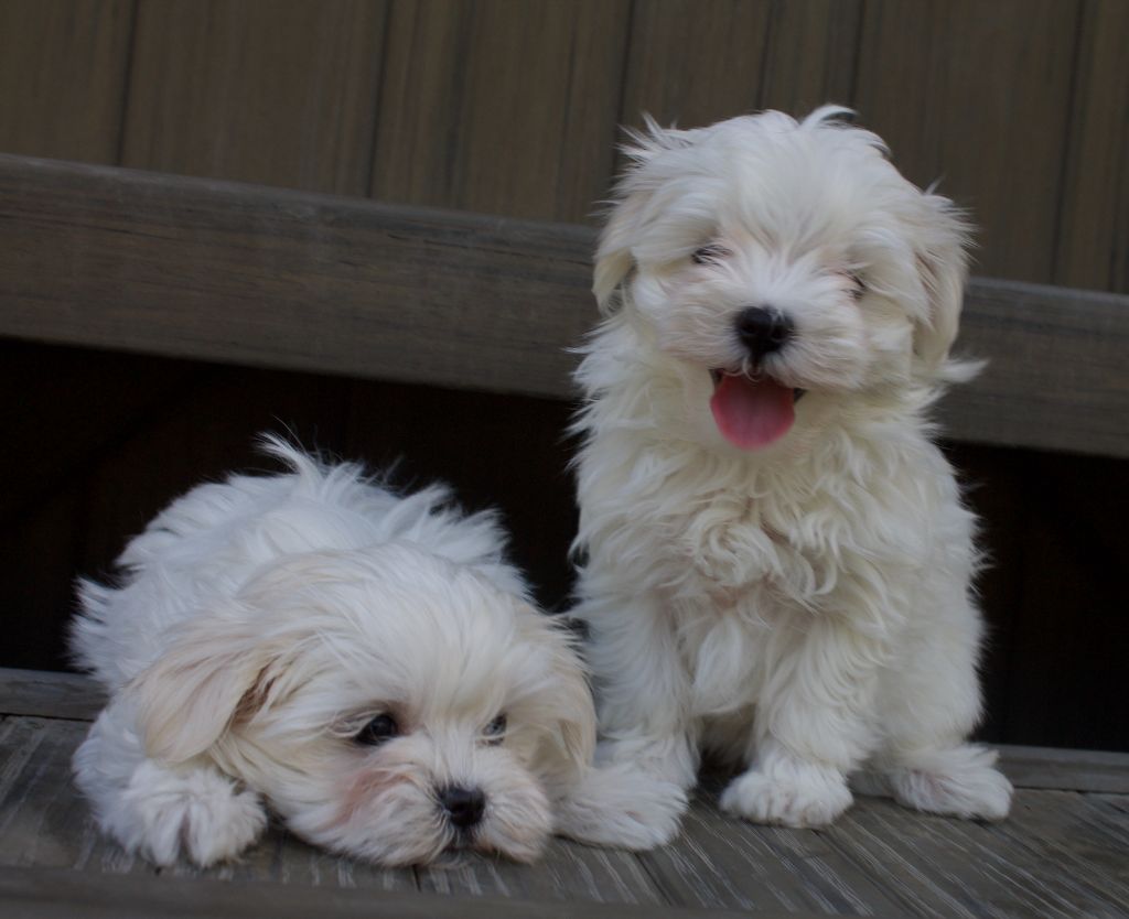 chiot Bichon maltais du Domaine San Sébastian