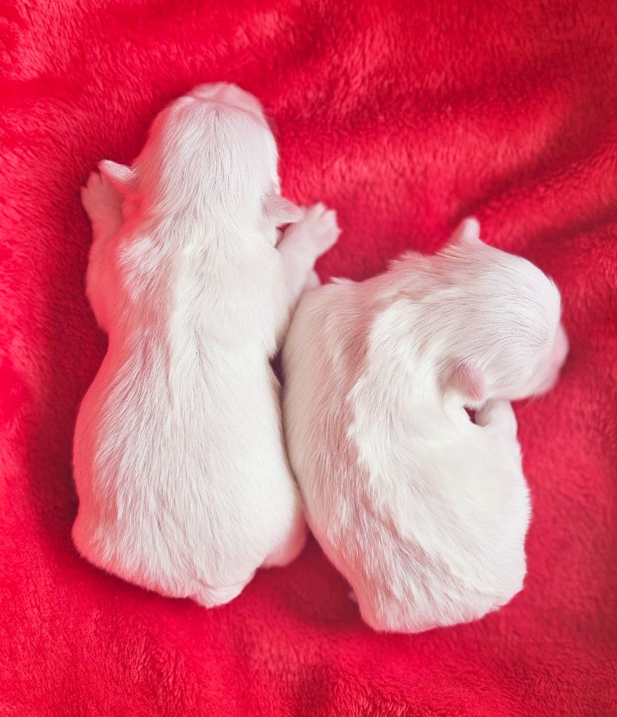 chiot Bichon maltais du Domaine San Sébastian