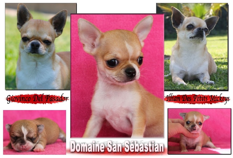chiot Chihuahua du Domaine San Sébastian