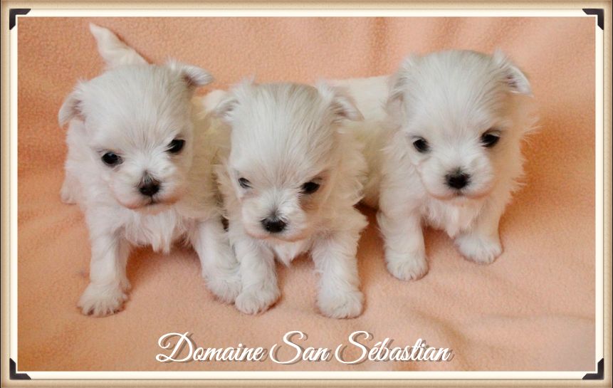 chiot Bichon maltais du Domaine San Sébastian