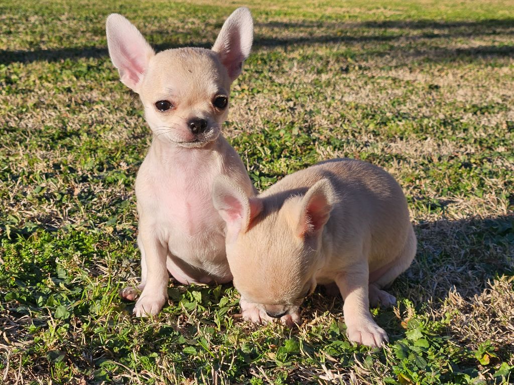 du Domaine San Sébastian - Chiot disponible  - Chihuahua