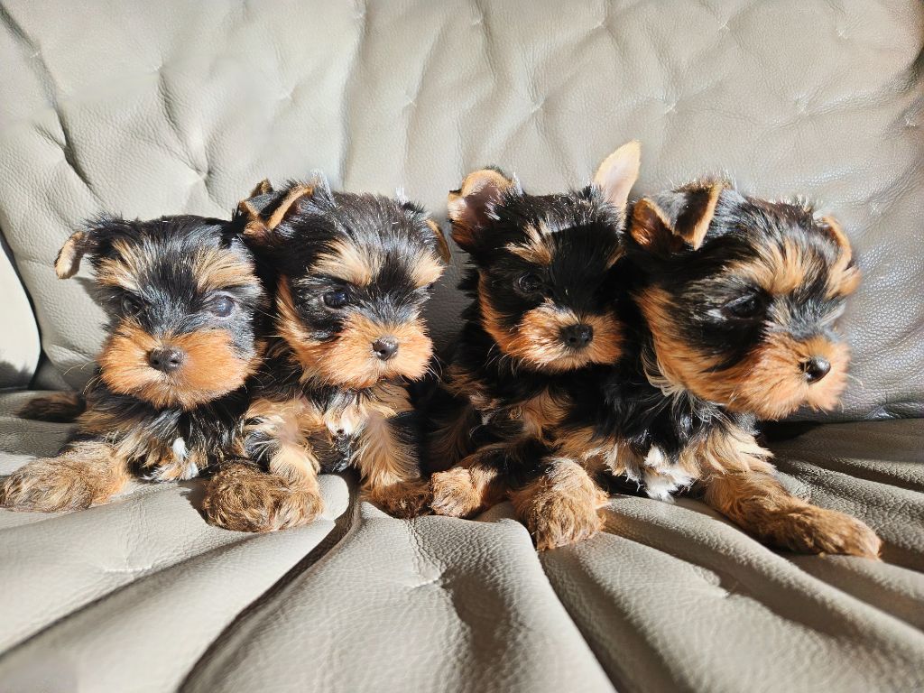 chiot Yorkshire Terrier du Domaine San Sébastian