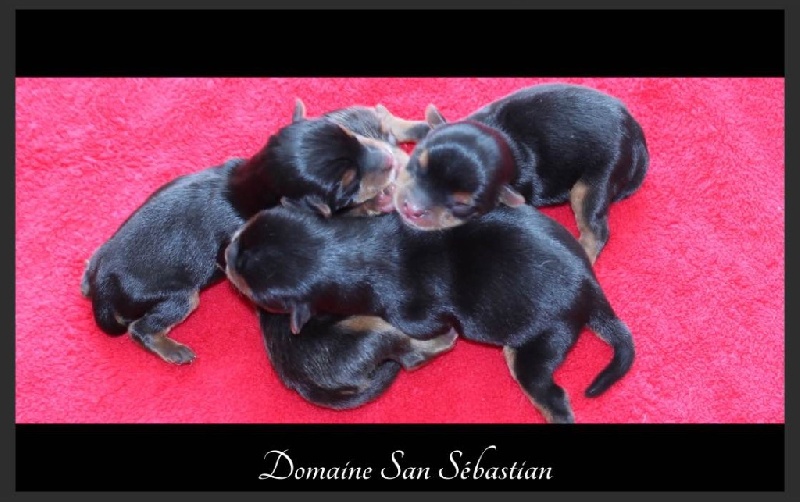 du Domaine San Sébastian - Yorkshire Terrier - Portée née le 13/05/2015