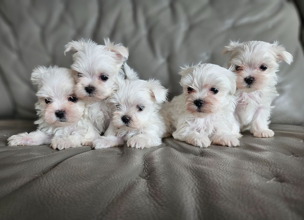 chiot Bichon maltais du Domaine San Sébastian