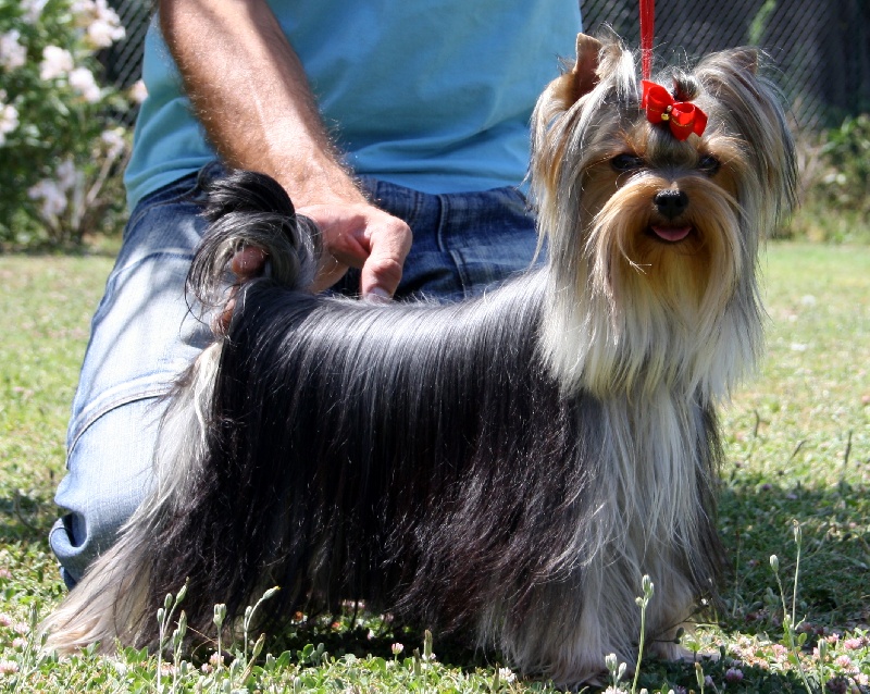 CH. Diana ross du Domaine San Sébastian