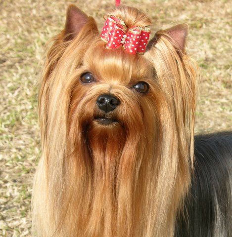CH. Ashley des Yorkies Du Canigou