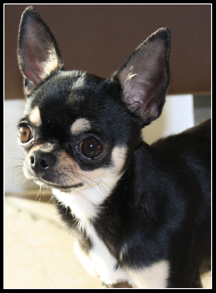 Ernestine du Domaine San Sébastian