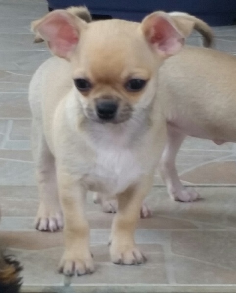 Legolas du Domaine San Sébastian
