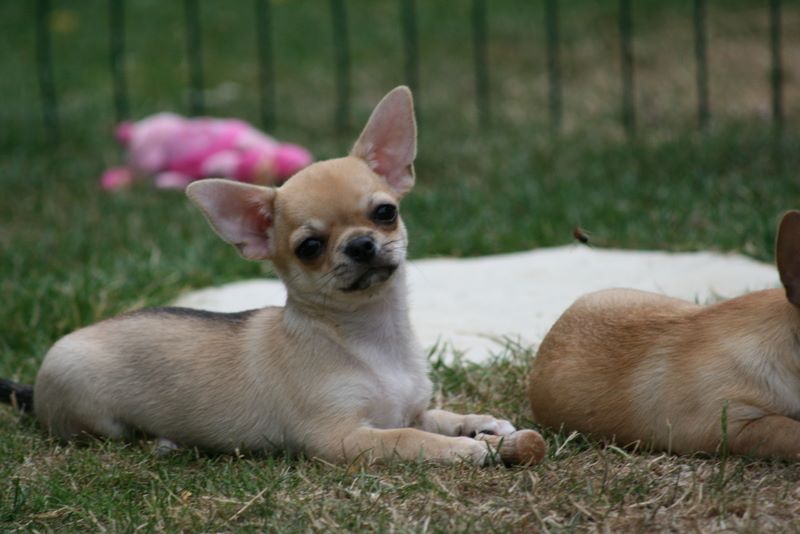 Laika du Domaine San Sébastian