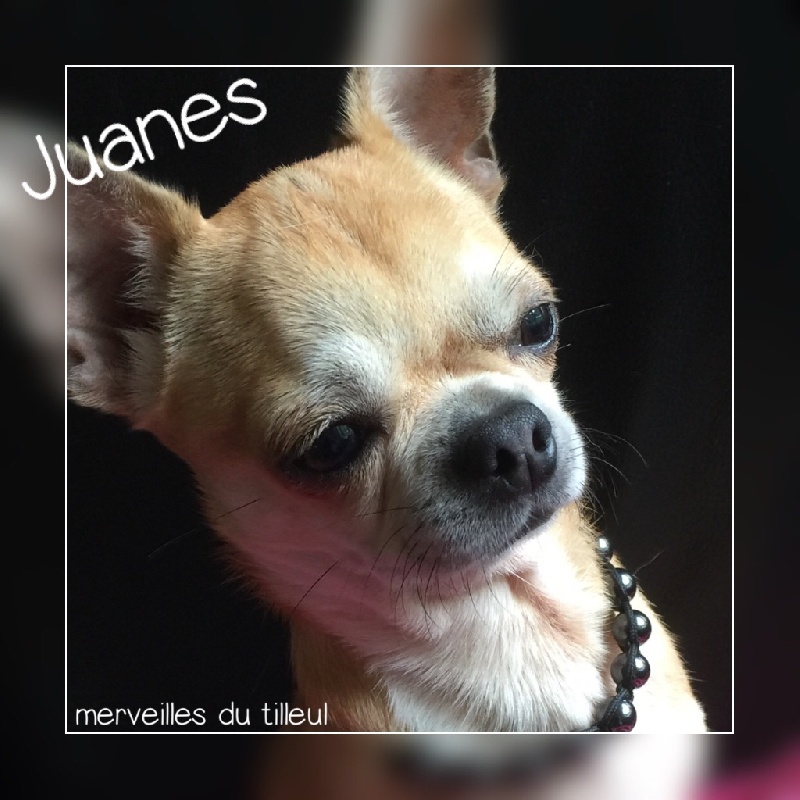 Juanes du Domaine San Sébastian