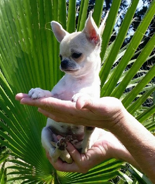Mischa du Domaine San Sébastian