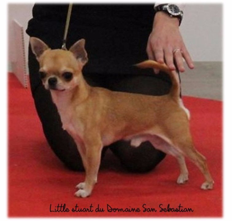 Little stuart du Domaine San Sébastian