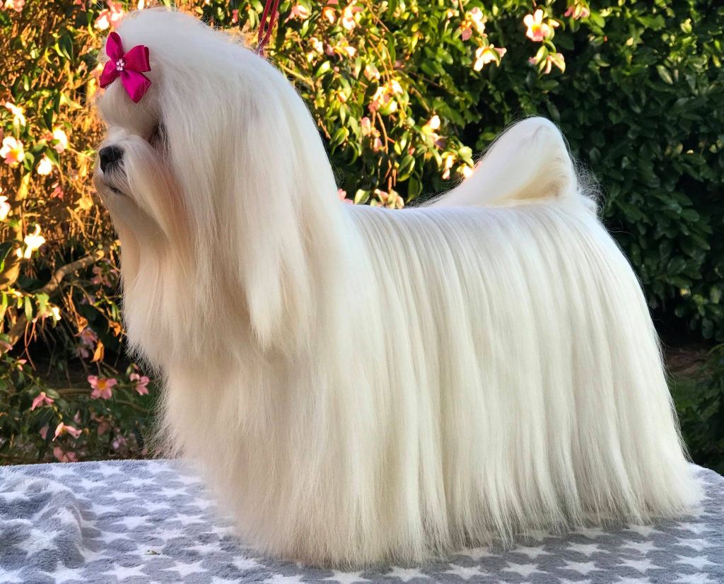 O hara scarlett de L'Adoree Peneloppe
