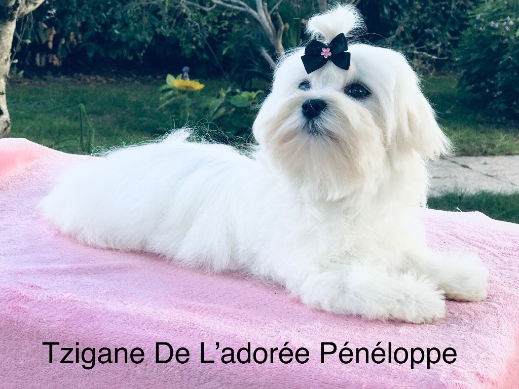 CH. Tzigane de L'Adoree Peneloppe