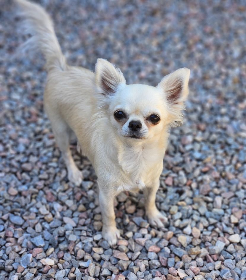 Tinkerbell du Domaine San Sébastian