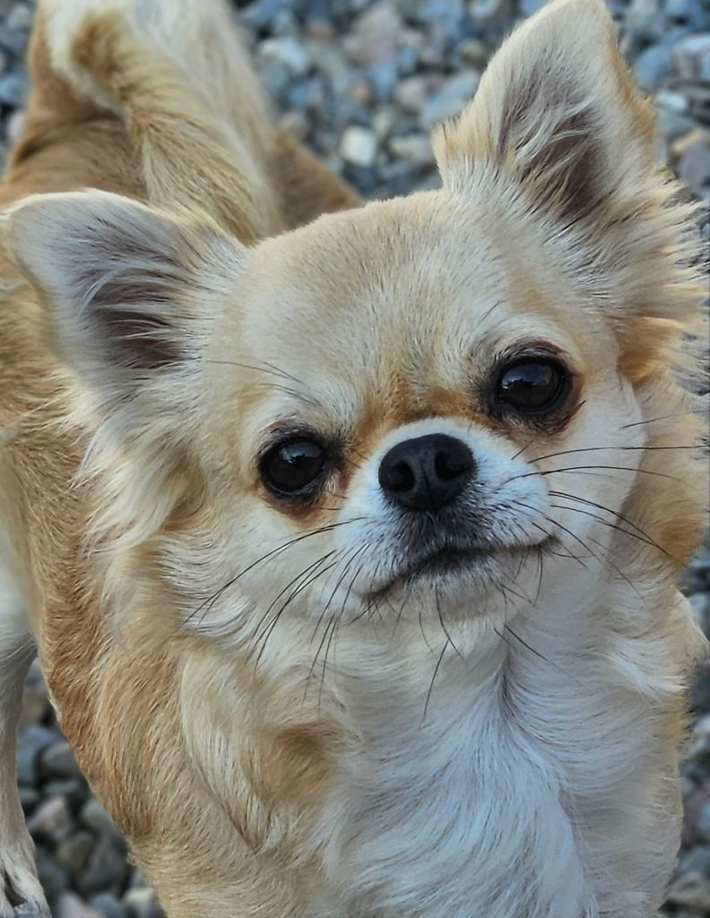 Top model du Domaine San Sébastian