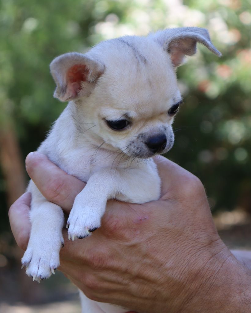 Alto du Domaine San Sébastian