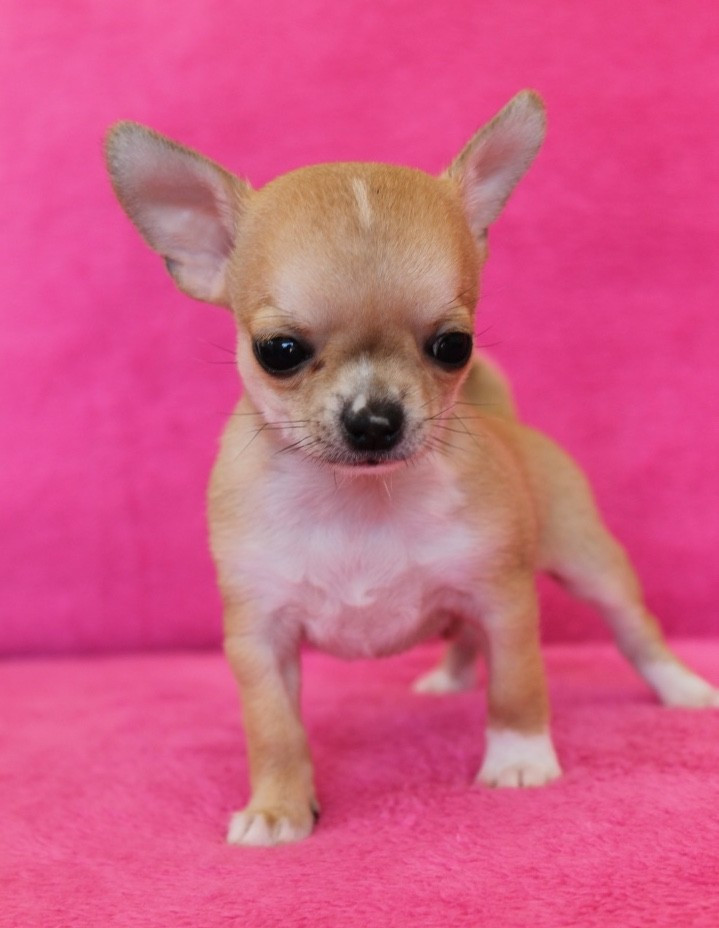 Magyc du Domaine San Sébastian