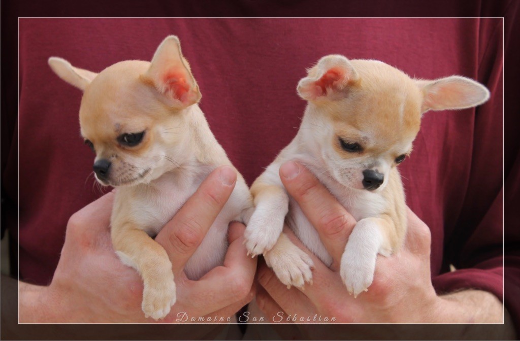 du Domaine San Sébastian - Chiots Femelles disponibles