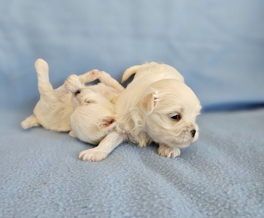 du Domaine San Sébastian - Des Chiots sont à réserver...