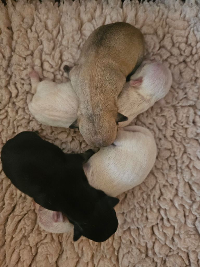 Nouvelle Naissance 