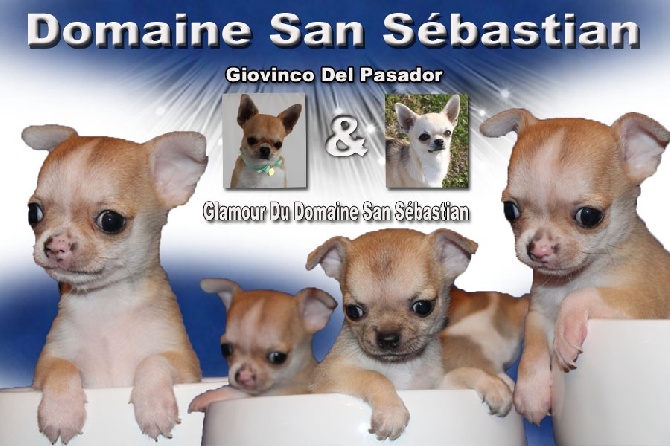 du Domaine San Sébastian - Chiots à réserver.