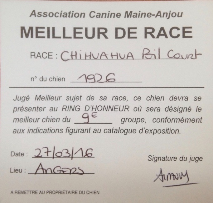 du Domaine San Sébastian - Speciale De Race Angers