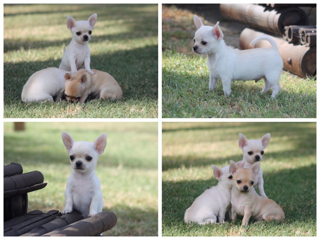du Domaine San Sébastian - Chiots Naomie et Aquila