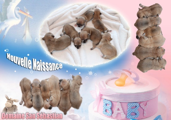 du Domaine San Sébastian - Nouvelle Naissance