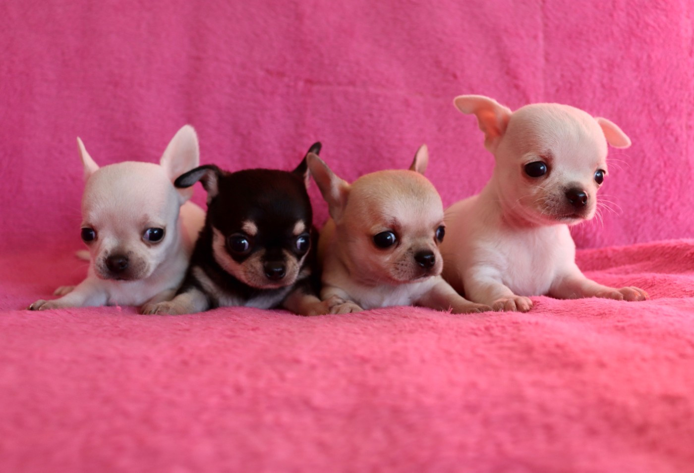 Des chiots sont à réserver