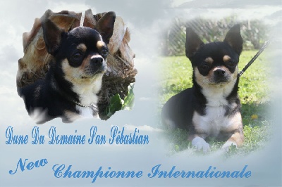 du Domaine San Sébastian - Nouvelle Championne Internationale de Beauté
