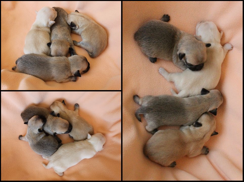 du Domaine San Sébastian - Des chiots sont à réserver 