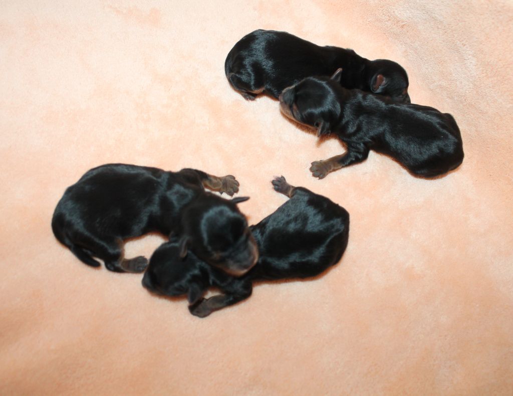 du Domaine San Sébastian - Nouvelle Naissance