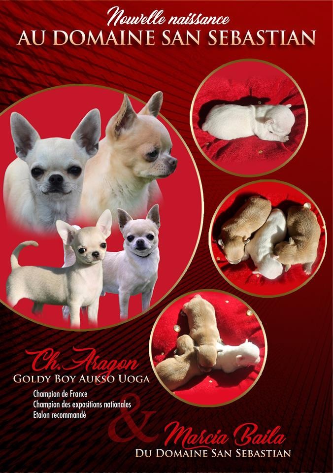 du Domaine San Sébastian - Des chiots sont à réserver
