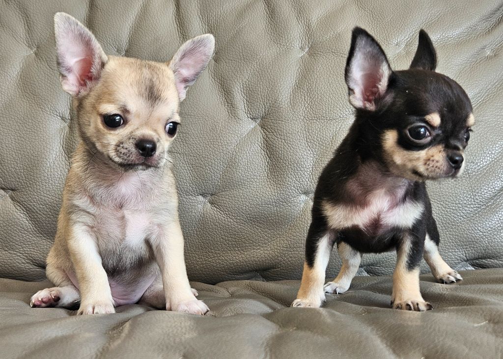 Chiots Chihuahua à poils Courts 