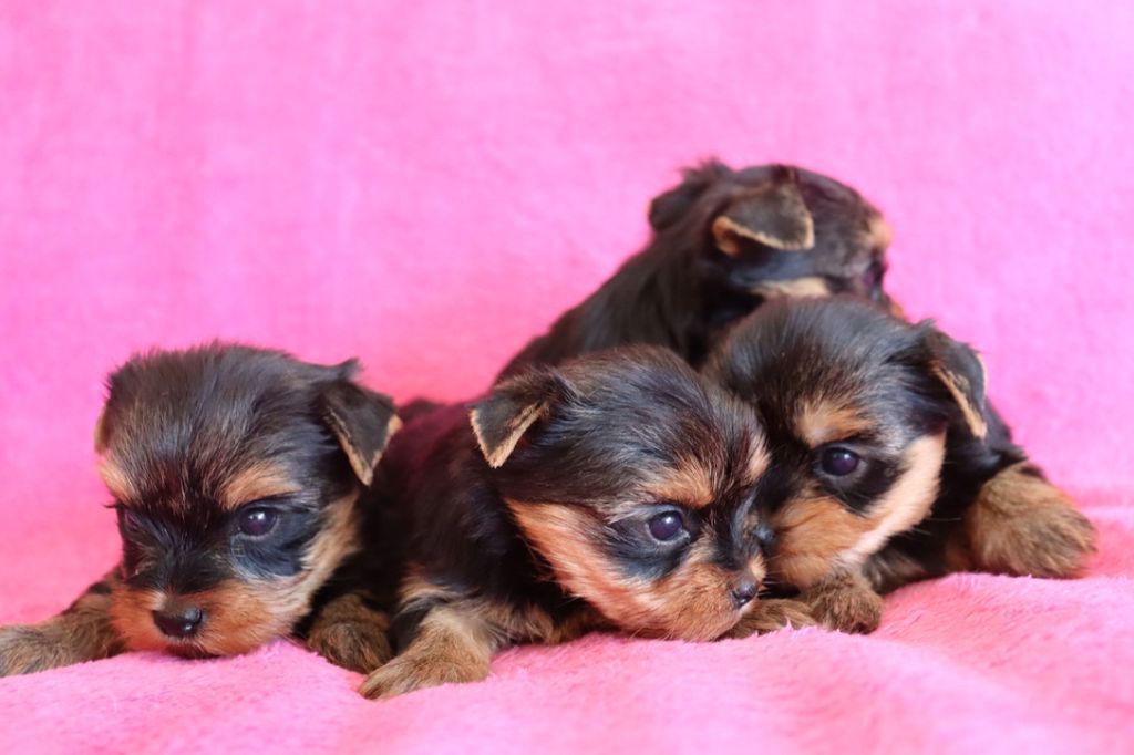 Nos petits Yorkshire Terrier fêtent déjà leur 1er mois