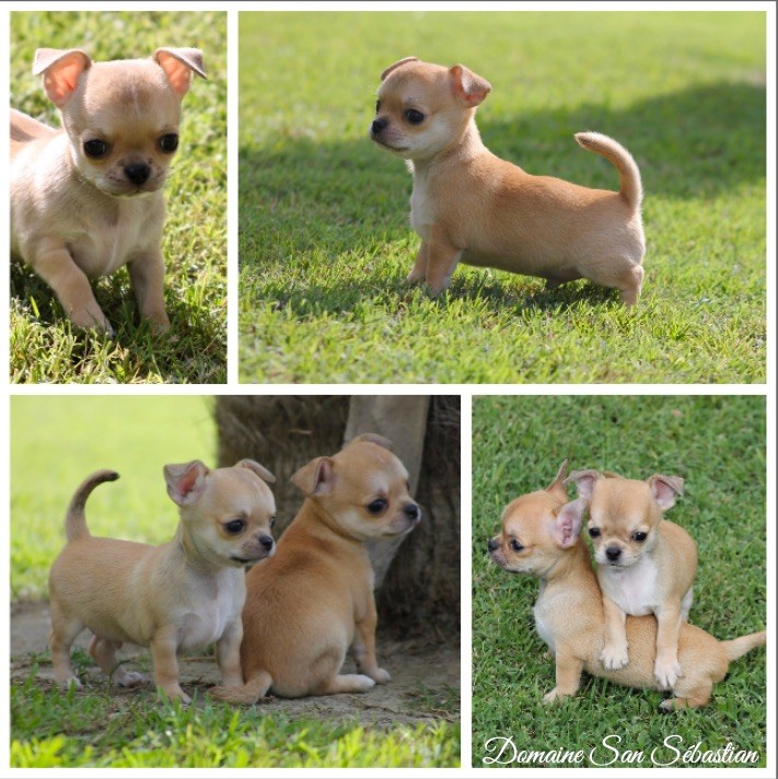 du Domaine San Sébastian - Des chiots sont à réserver