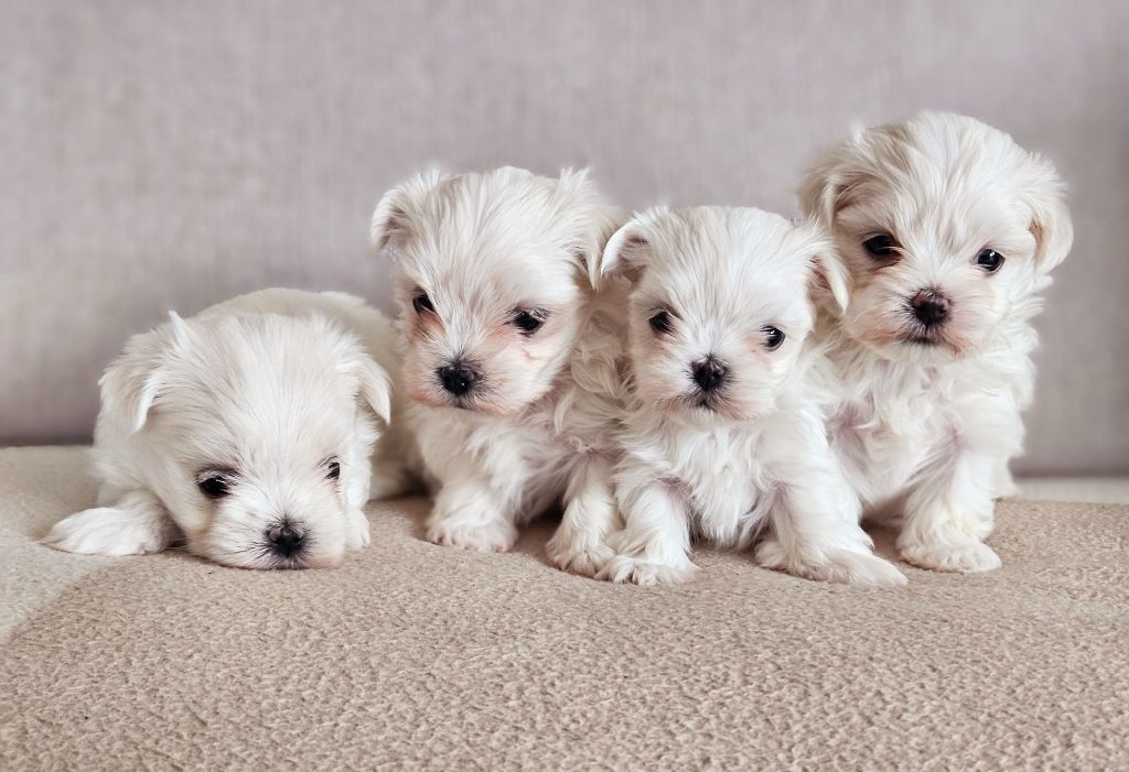 du Domaine San Sébastian - Des chiots sont à réserver