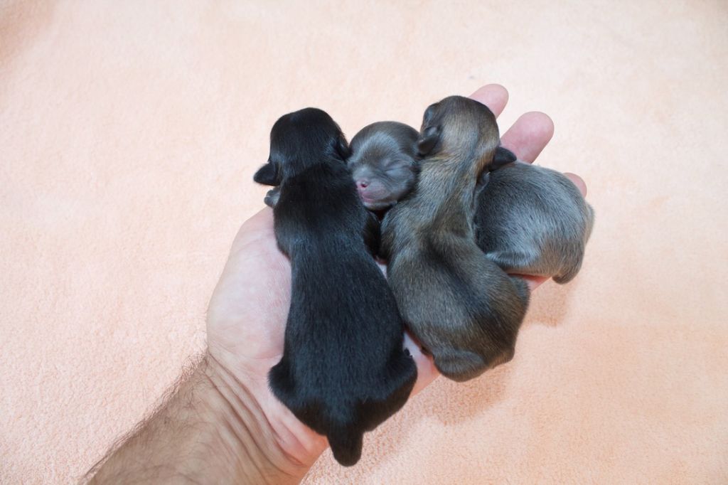 du Domaine San Sébastian - Nouvelle Naissance