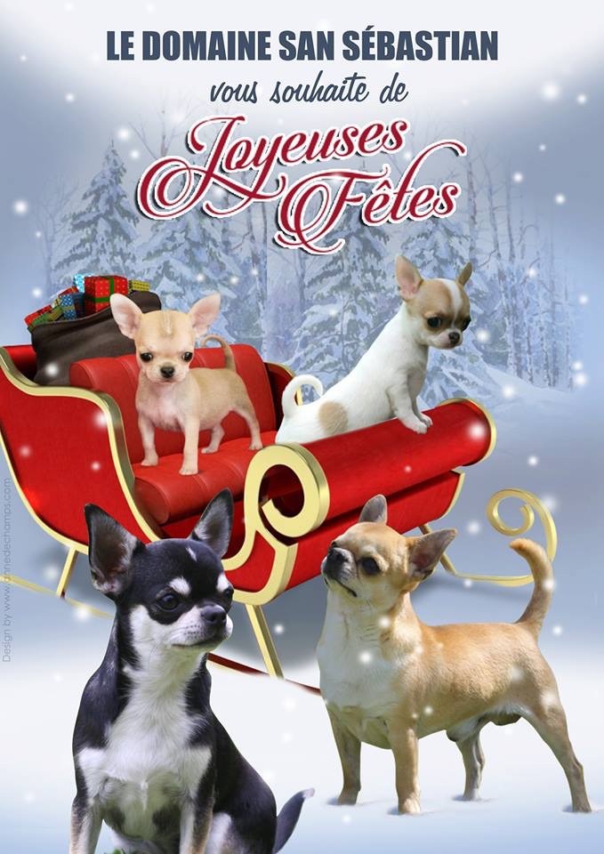 du Domaine San Sébastian - Joyeuses Fêtes