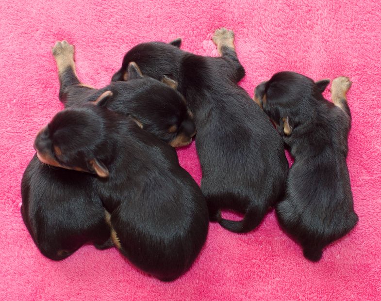 du Domaine San Sébastian - Des chiots seront à réserver prochainement