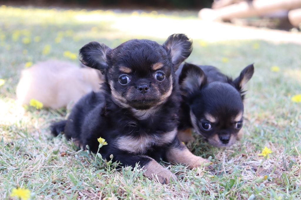 Chiots à réserver...