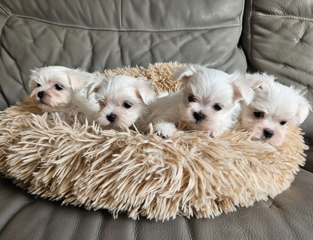 du Domaine San Sébastian - Des chiots sont à réserver