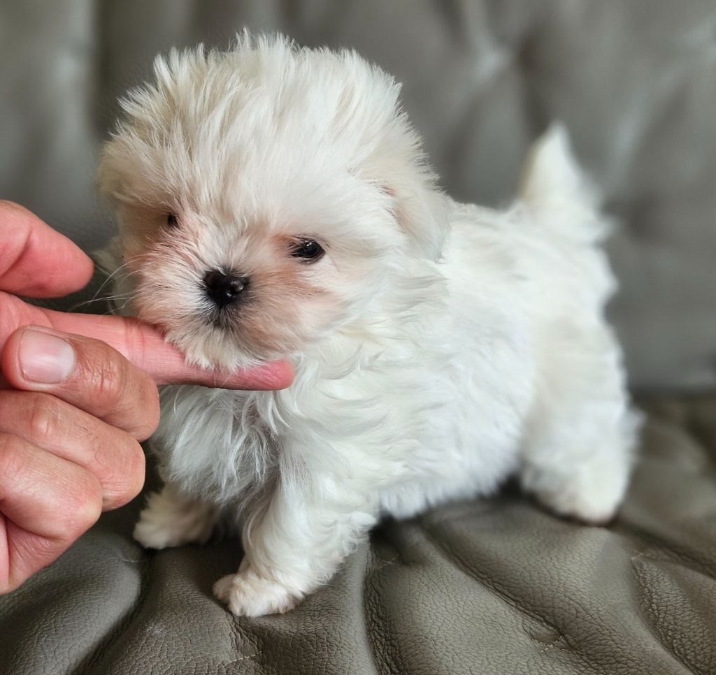 du Domaine San Sébastian - Des chiots sont à réserver