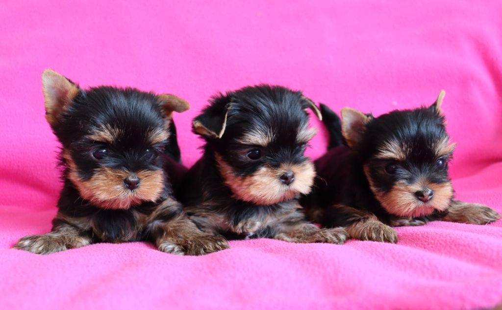 Des chiots sont à réserver 