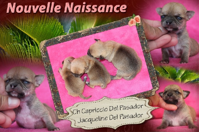 du Domaine San Sébastian - Nouvelle Naissance