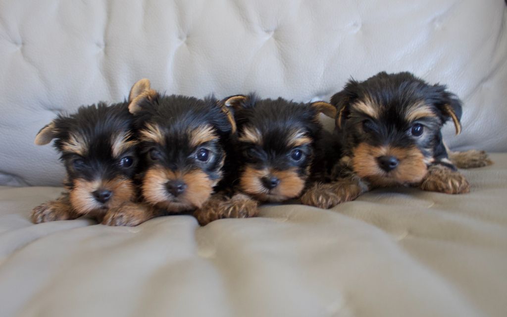 du Domaine San Sébastian - Des chiots sont à réserver