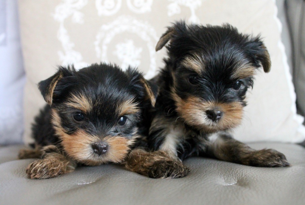 du Domaine San Sébastian - Des chiots sont à réserver